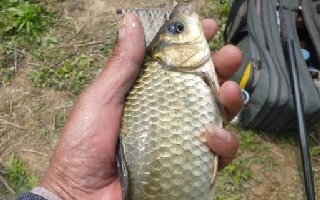 <b>四季钓鲫鱼的饵料配方，高手推荐</b>