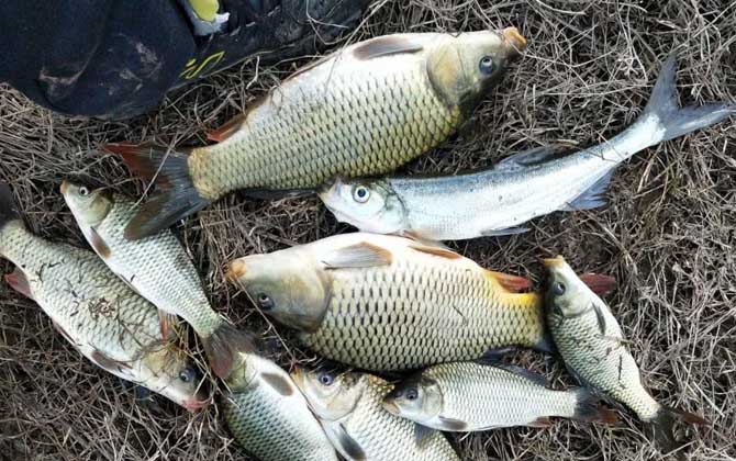 野钓鲤鱼是钓底还是钓浮？