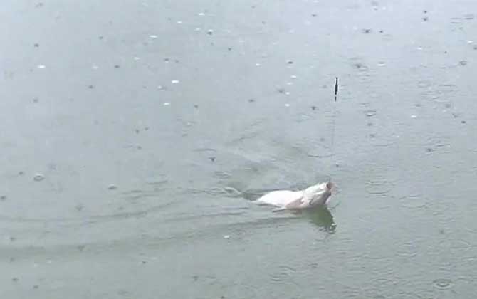 春季下雨天好钓鱼吗？