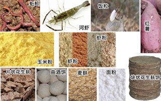 手、海竿钓鲮鱼的饵料配置技巧