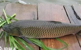 <b>钓草鱼应该用什么诱饵打窝好</b>