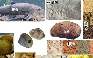 钓青鱼用什么饵料，22种钓黑鲩饵料