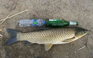 <b>夏天野钓草鱼常见自然饵的用法</b>