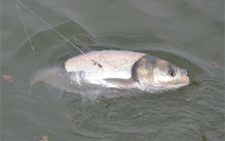 <b>自制夏季竞技池钓鲢鳙的鱼饵配方</b>