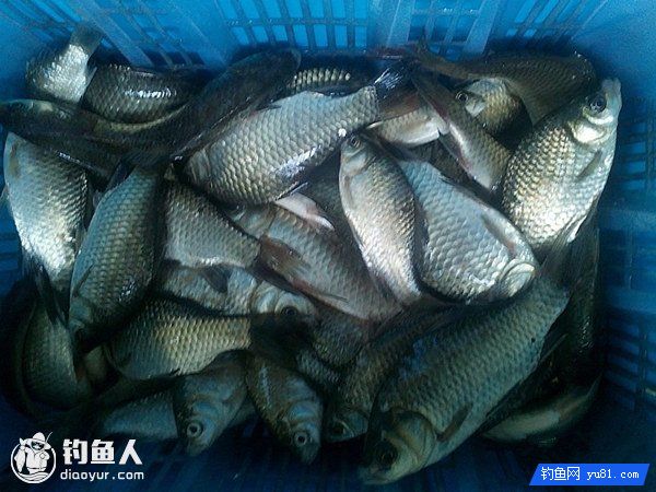 经济实用的防杂鱼自制药米钓鲫鱼法介绍