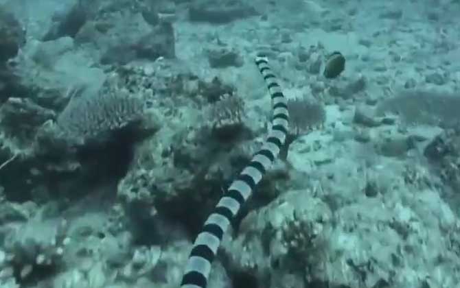 青环海蛇