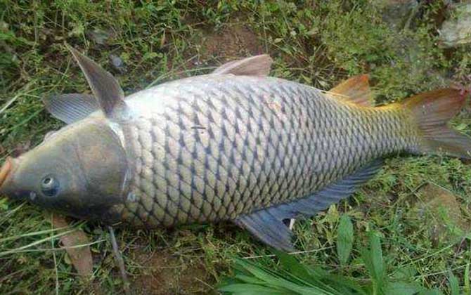 钓鲤鱼