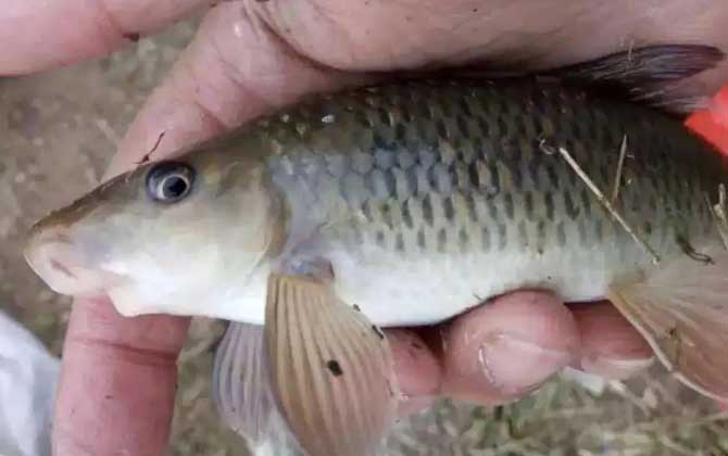 暗色唇鱼