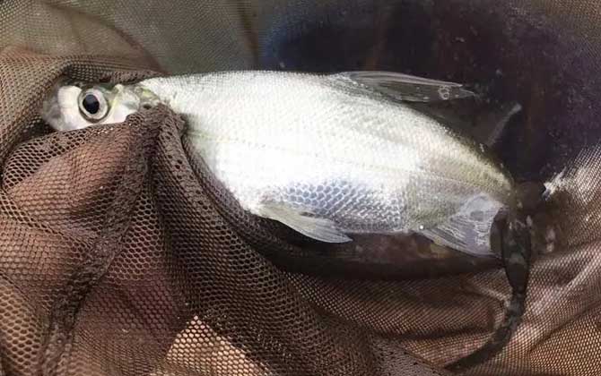 泥鳅能钓到哪些淡水鱼？