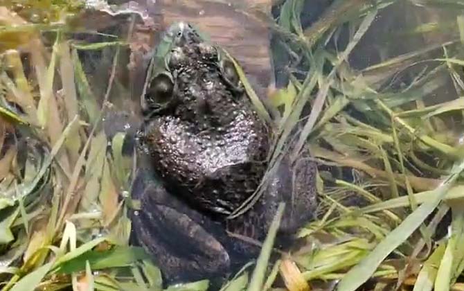 牛蛙