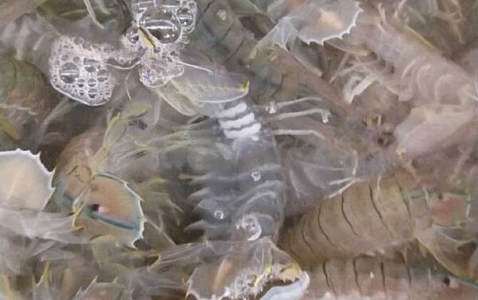 口虾蛄