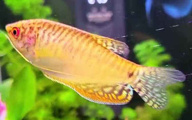 曼龙鱼
