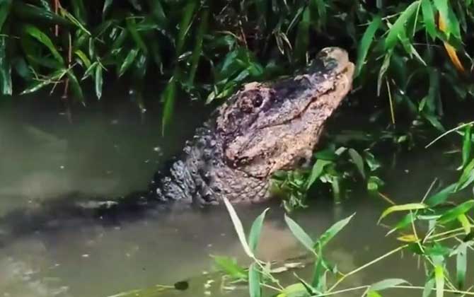 扬子鳄