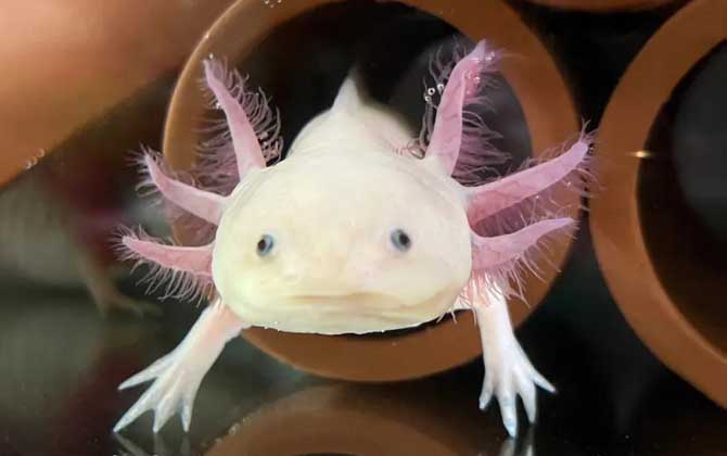 六角恐龙