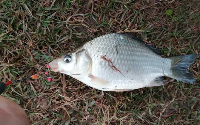 夏季钓鱼