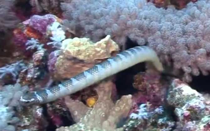 海蛇