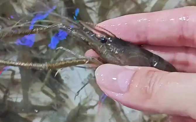 河虾