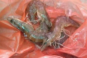 海钓三种常见饵的用法技巧