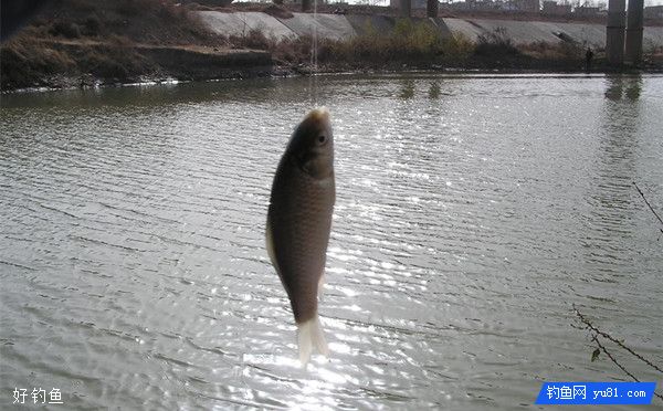 钓鲫鱼