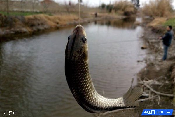 钓鲫鱼