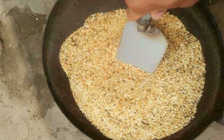 诱鱼效果强烈的酒米掺茴香诱饵