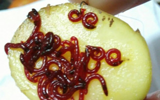 图解一个实用的红虫饵穿钩技巧