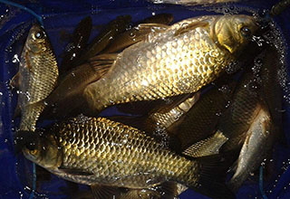 <b>钓鲫鱼中提高中鱼率的首选拉饵钓法</b>
