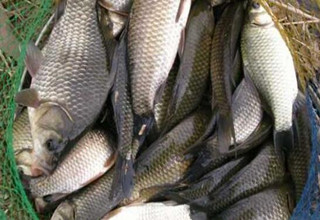一年四季都适用的速效鲫鱼窝料配方