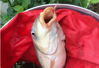 <b>春季野钓大鲤两种终极必杀饵</b>