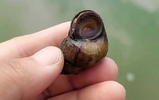 螺蛳钓鱼
