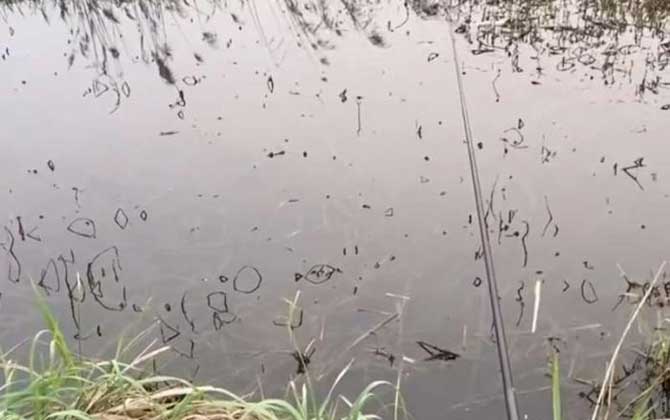 钓鱼