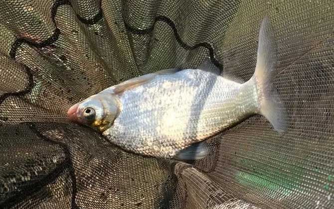 浮钓鳊鱼