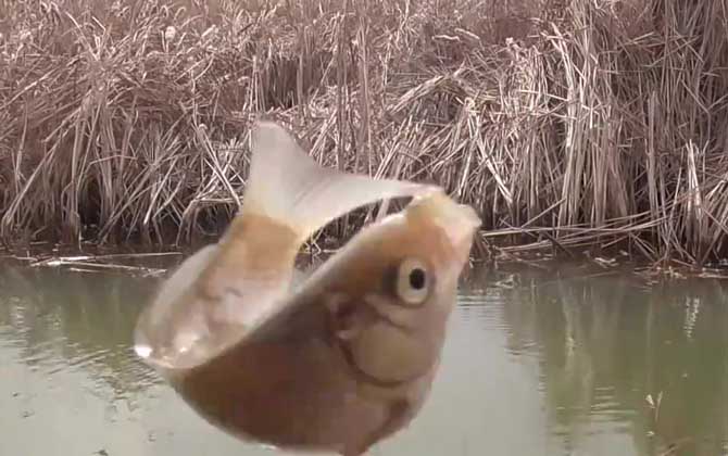 冬天钓鱼