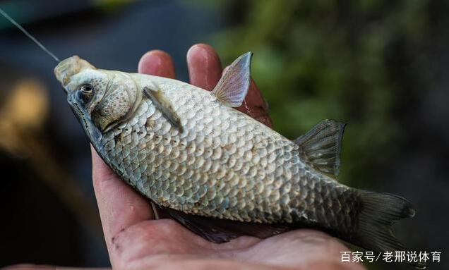 野外垂钓“小鲫鱼”，这5个技巧，简单又实用
