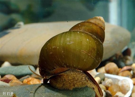 效果不错的，天然生物饵料推荐