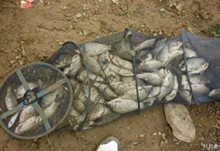 <b>自制韭菜玉米白面粉饵料配方</b>