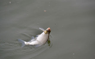 <b>夏季水库钓鳊鱼的技巧</b>