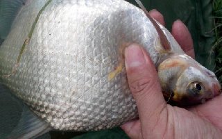 三种野钓鳊鱼的钓鱼方法和技巧