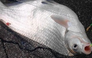秋季钓鳊鱼的选位以及饵料搭配技巧