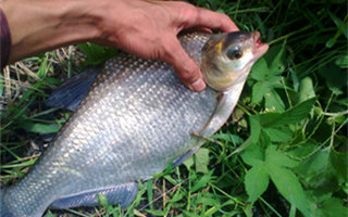 <b>夏天钓鳊鱼的选位选饵技巧及钓法要点</b>