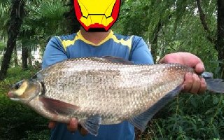 浮钓鳊鱼的技巧（饵料钓位选择等）