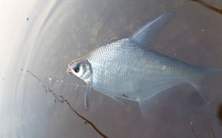 老钓友野钓鳊鱼用饵打窝及钓法总结