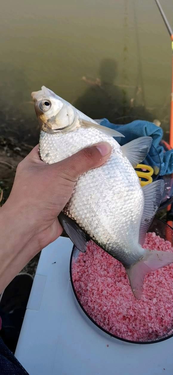 暮春野钓鳊鱼全攻略，在这个水层活跃，一来就是一群