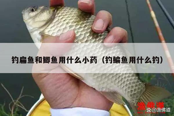 钓鳊鱼和鲫鱼用什么小药（钓鳊鱼用什么钓）