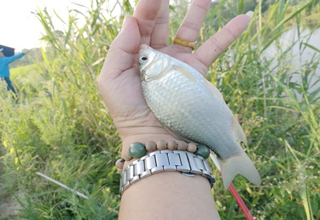 4种可以吃的自制饵料小药