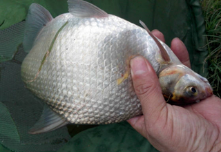 <b>自制钓鳊鱼的必杀饵料</b>