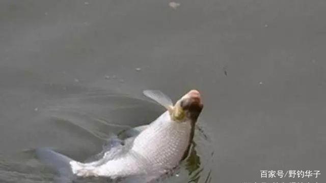 <b>钓鳊鱼技巧及饵料(推荐)</b>