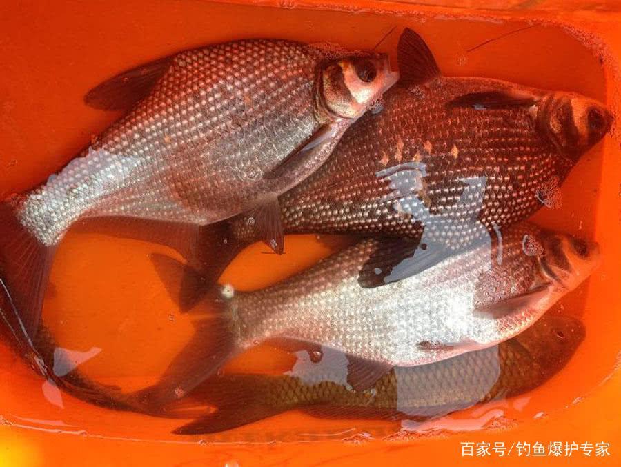 <b>鳊鱼怎么钓？用什么饵料最好钓？</b>