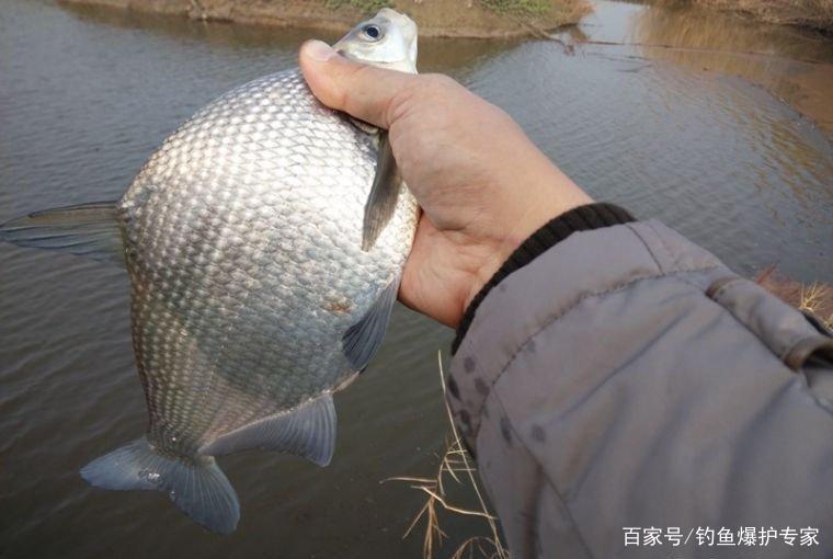 <b>武昌鱼怎么钓？钓底还是钓浮？</b>