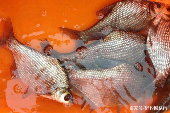 气温稳定回升，鳊鱼集群开始临岸觅食？春季垂钓鳊鱼的技巧和方法